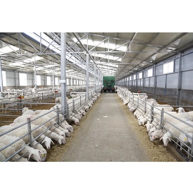 prefabricated cattle shed  metal cattle shelter large cattle shed steel building  steel structure dairy shed