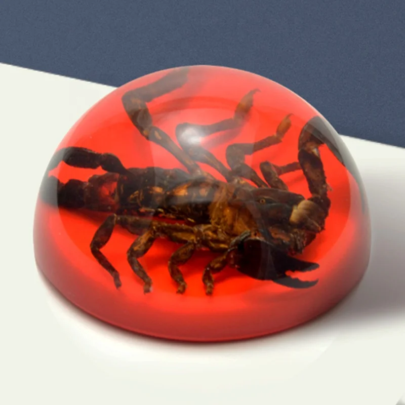 natural real black scorpion red base clear resin dome ornaments custom optional insect animals epoxy resin crafts sculpture arts