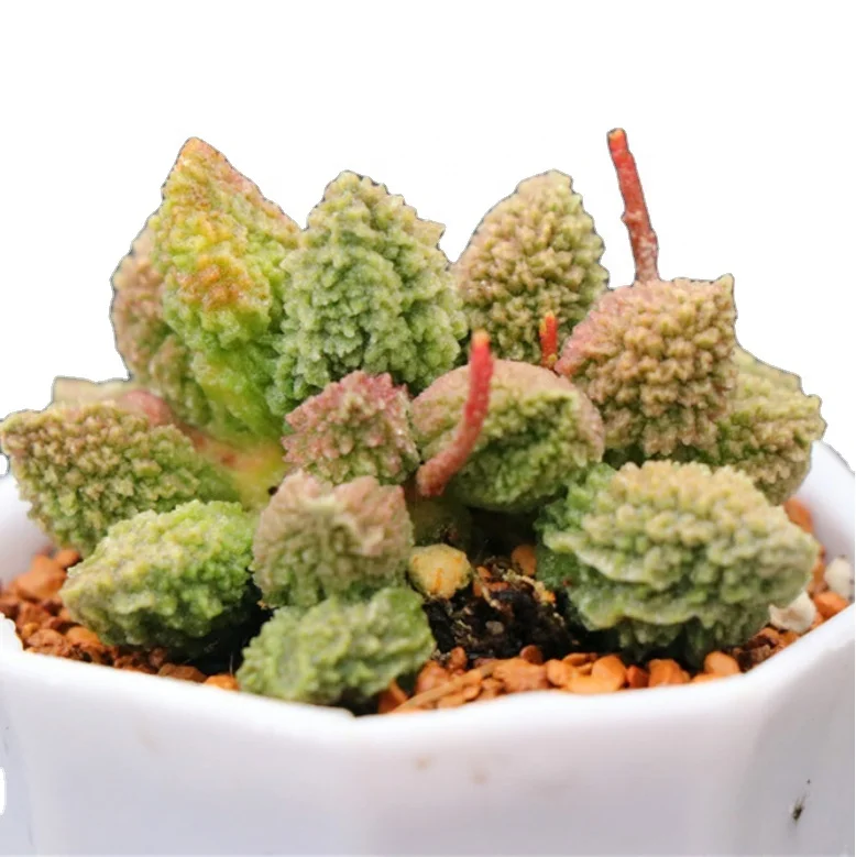
Adromischus green plants for sales succulent seeds plants with high quality woody plants for decor 