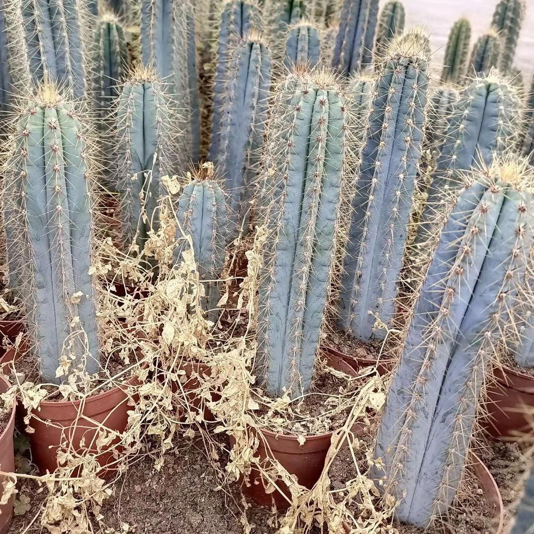 Синие стебли, живые кактусы, растения для домашнего садоводства, бонсай, растение для продажи