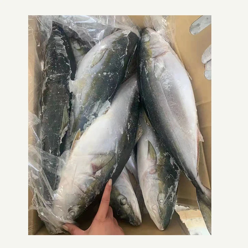 New stock yellow tail Japanese Amberjack delicious hamachi cleaned fish vacuum package customized