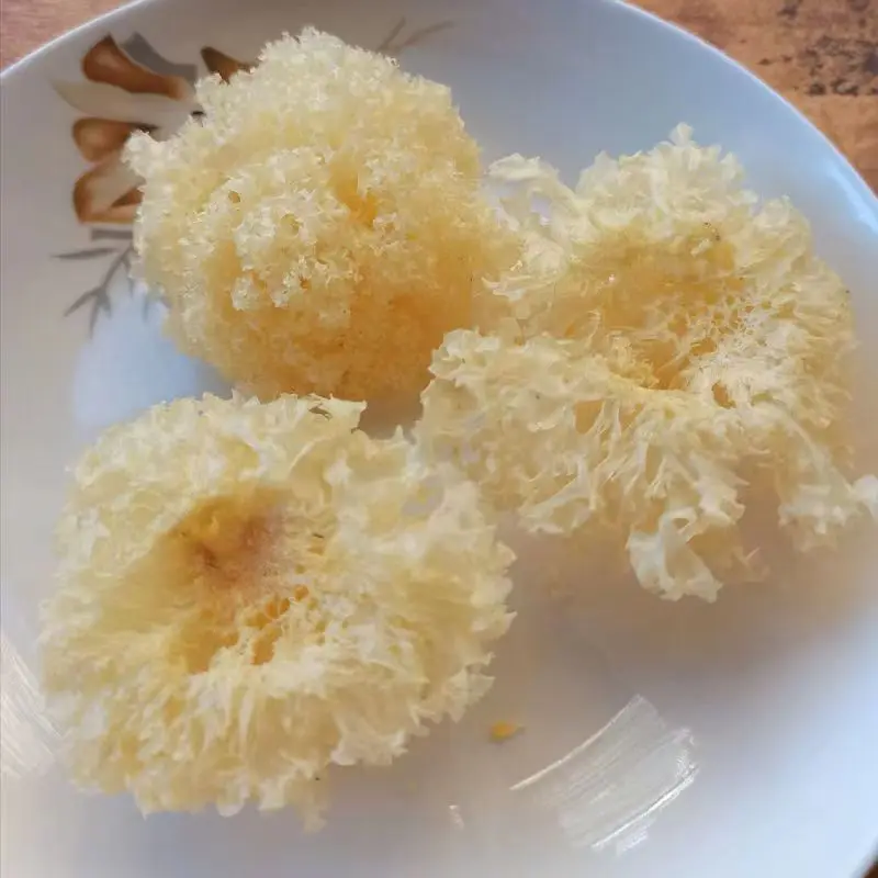 Tremella Mushroom Edible fungi
