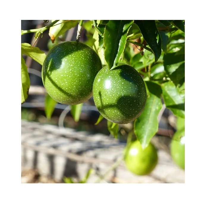 Натуральные Свежие фрукты страсти для ЕС, США, Кореи, Сингапура и т. д.-органические фрукты страсти по низкой цене из Вьетнама