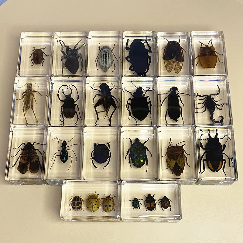 Transparent Acrylic Souvenirs Handmade Crafts Real Insect Specimens Resin Craft for School Teaching