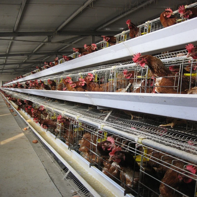 Automatic Galvanized Cage for Poultry Layers Broilers