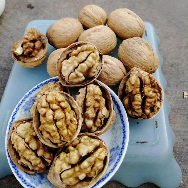 Factory supply lowest price plant walnut inshell xinjiang pecan nuts
