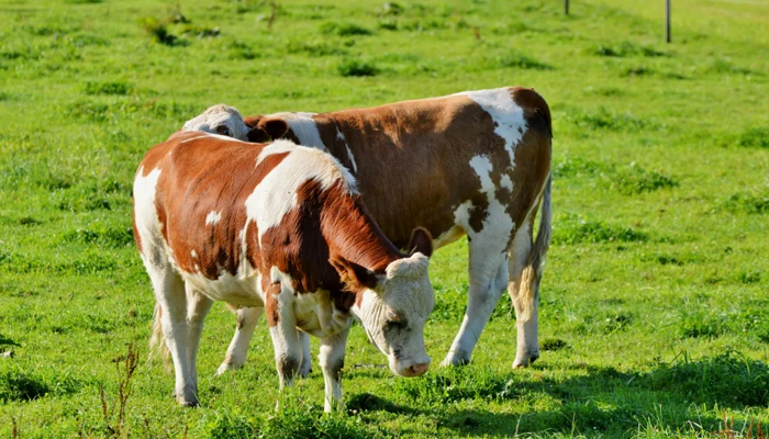 Multivitamins Oral Solution Poultry Amino Acid Supplement Regulate Intestines Increase Animal Growth Feed Grade