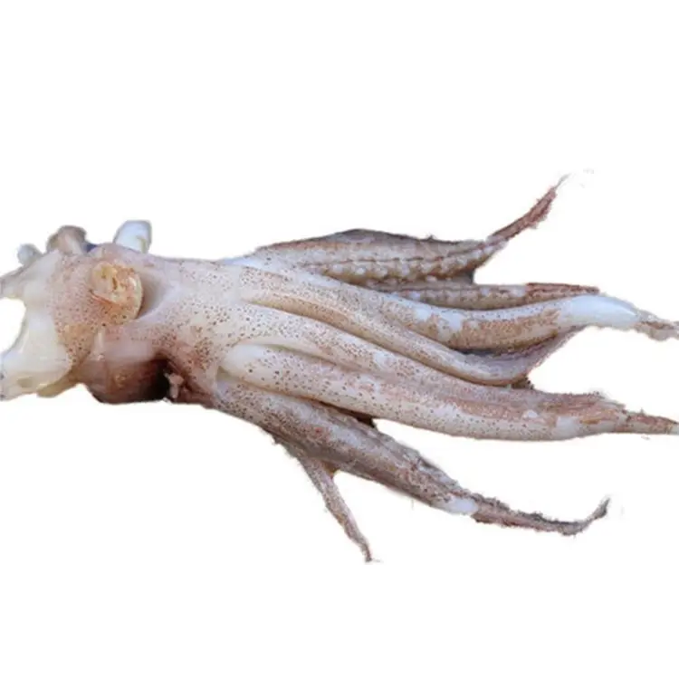 
High Quality Factory Price Sea Food frozen Gaint Squid Head for Family Dining Hotel 