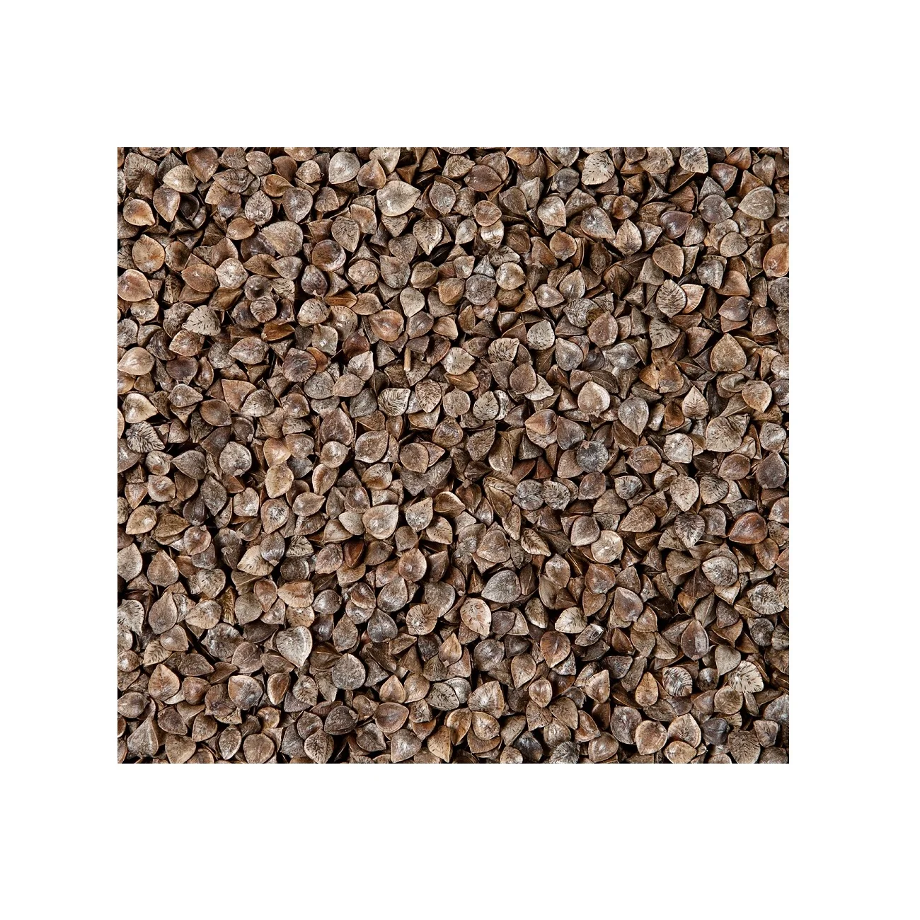 
 Оптовая продажа, органическое зерно гречихи без ГМО  