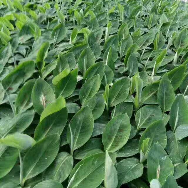 Саженцы растений саженцы бананов прямо с фабрики ароматные саженцы подходят для посадки