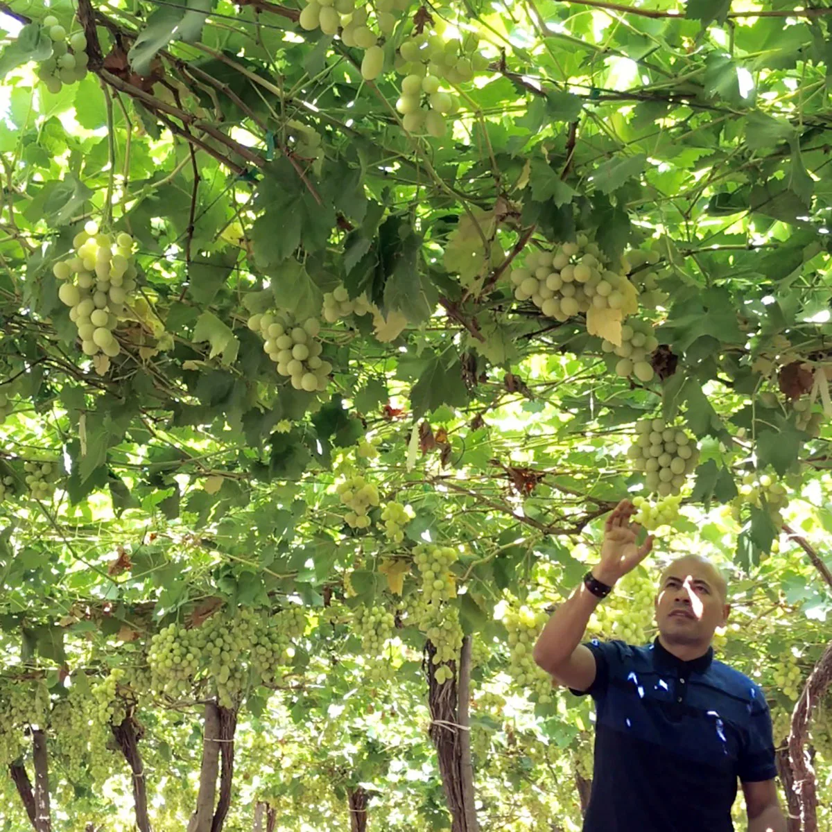 Fresh Tasty & Green Grapes Superior Class A