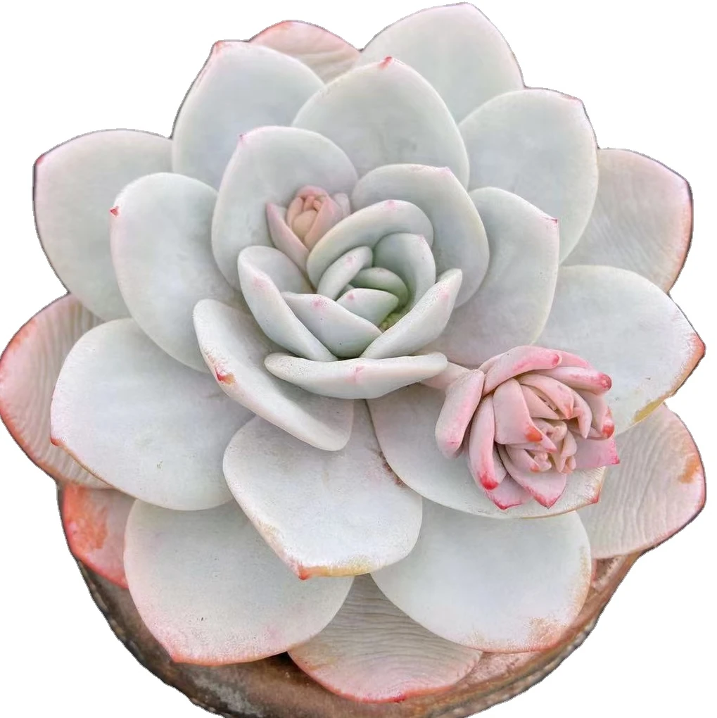Живые суккулентные растения Echeveria laui Moran Meyrn сочные растения бонсай оптом