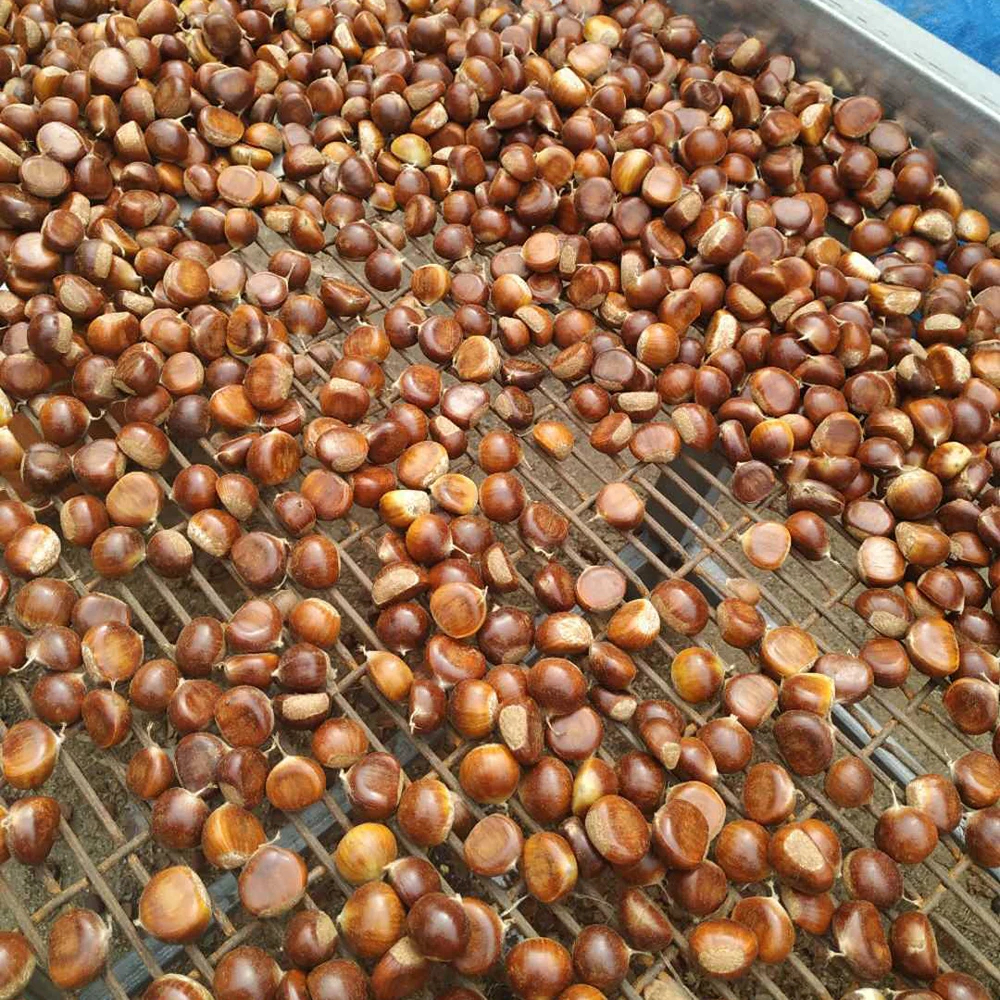 2021 New Crop Yanshan Harvesting Best Fresh Chestnuts