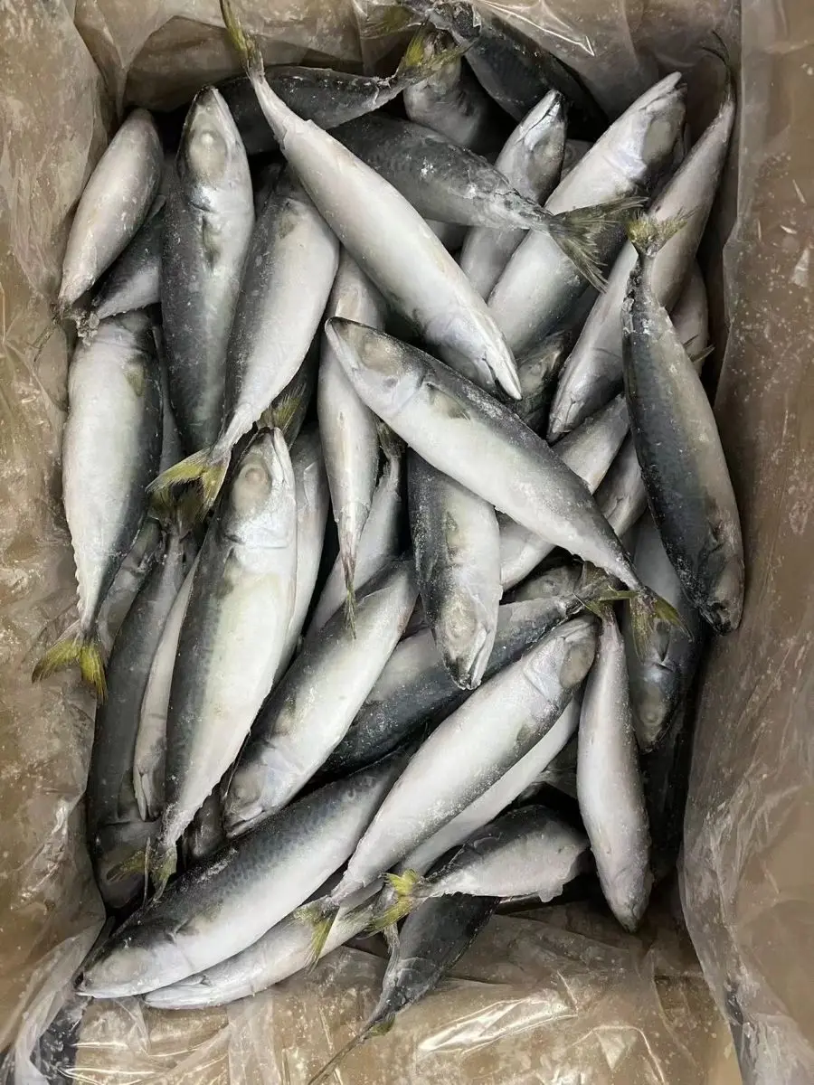 Excellent Quality Frozen Seafood IQF Pacific Mackerel for Indonesia Market