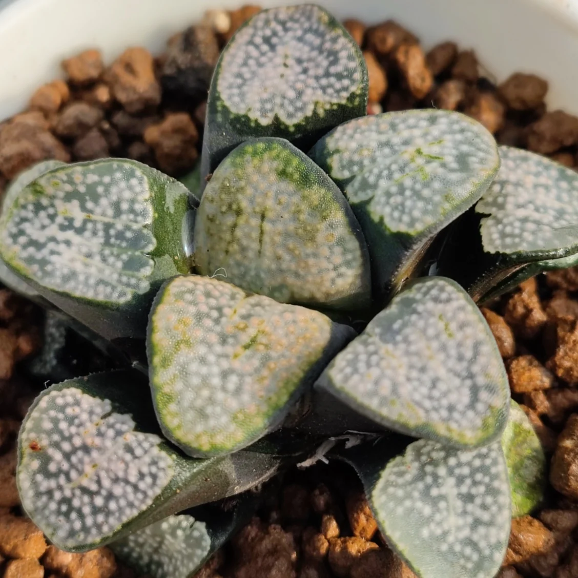  H44 Haworthia Редкие суккуленты живые растения 3 5 дюймов горшок натуральные комнатное растение