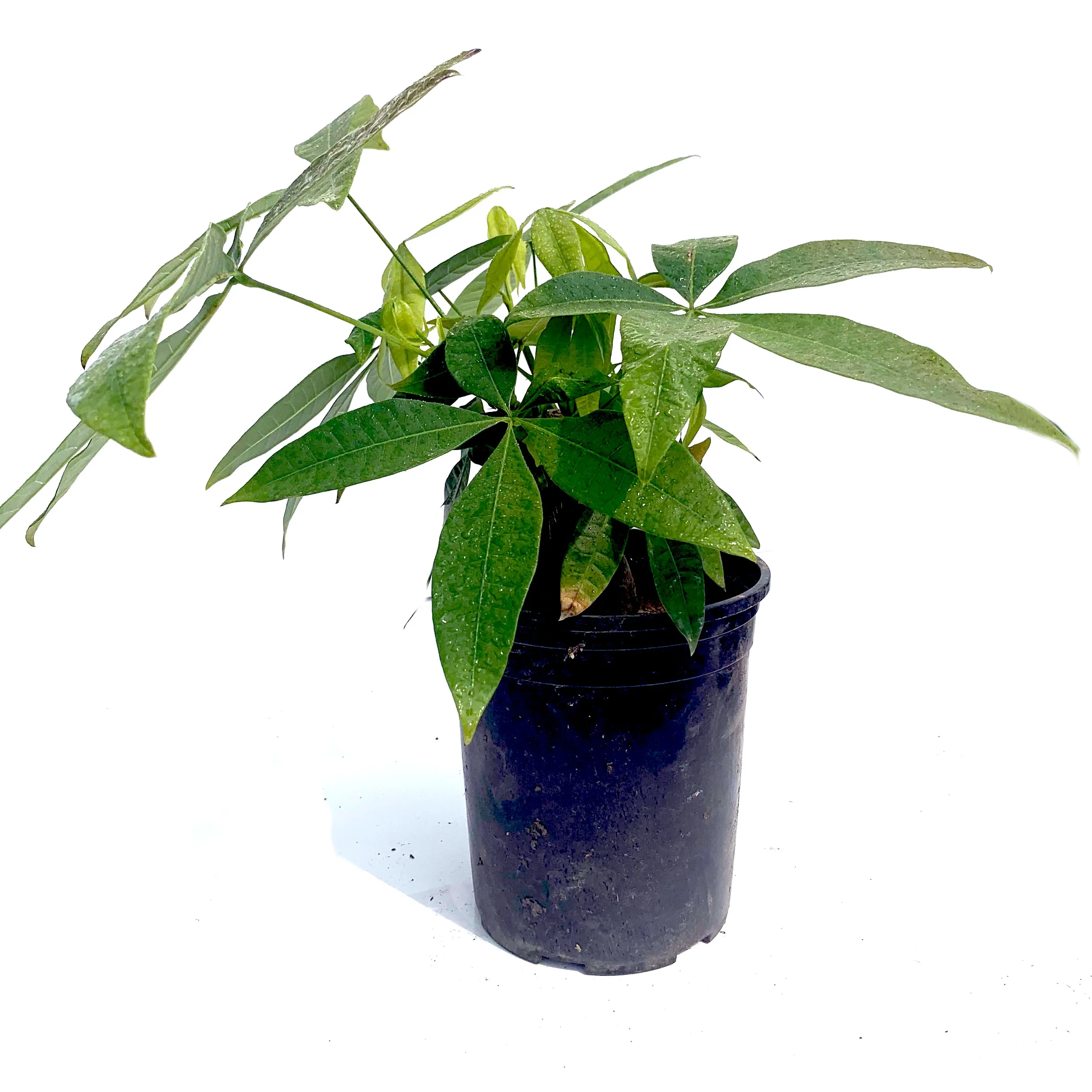 
Wholesale succulent leaves Deliver basin soil pachira for sale 