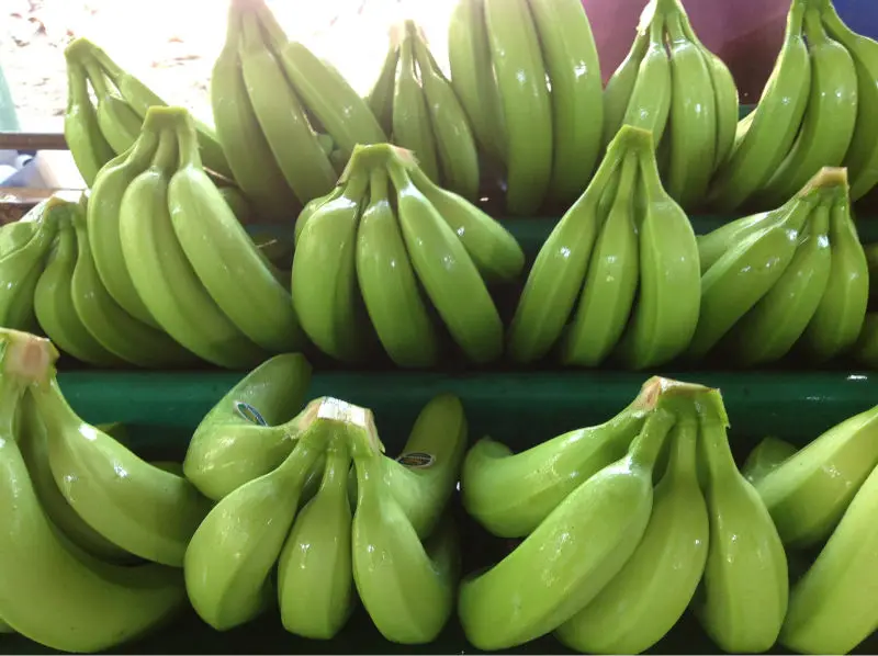 
FRESH BANANAS 