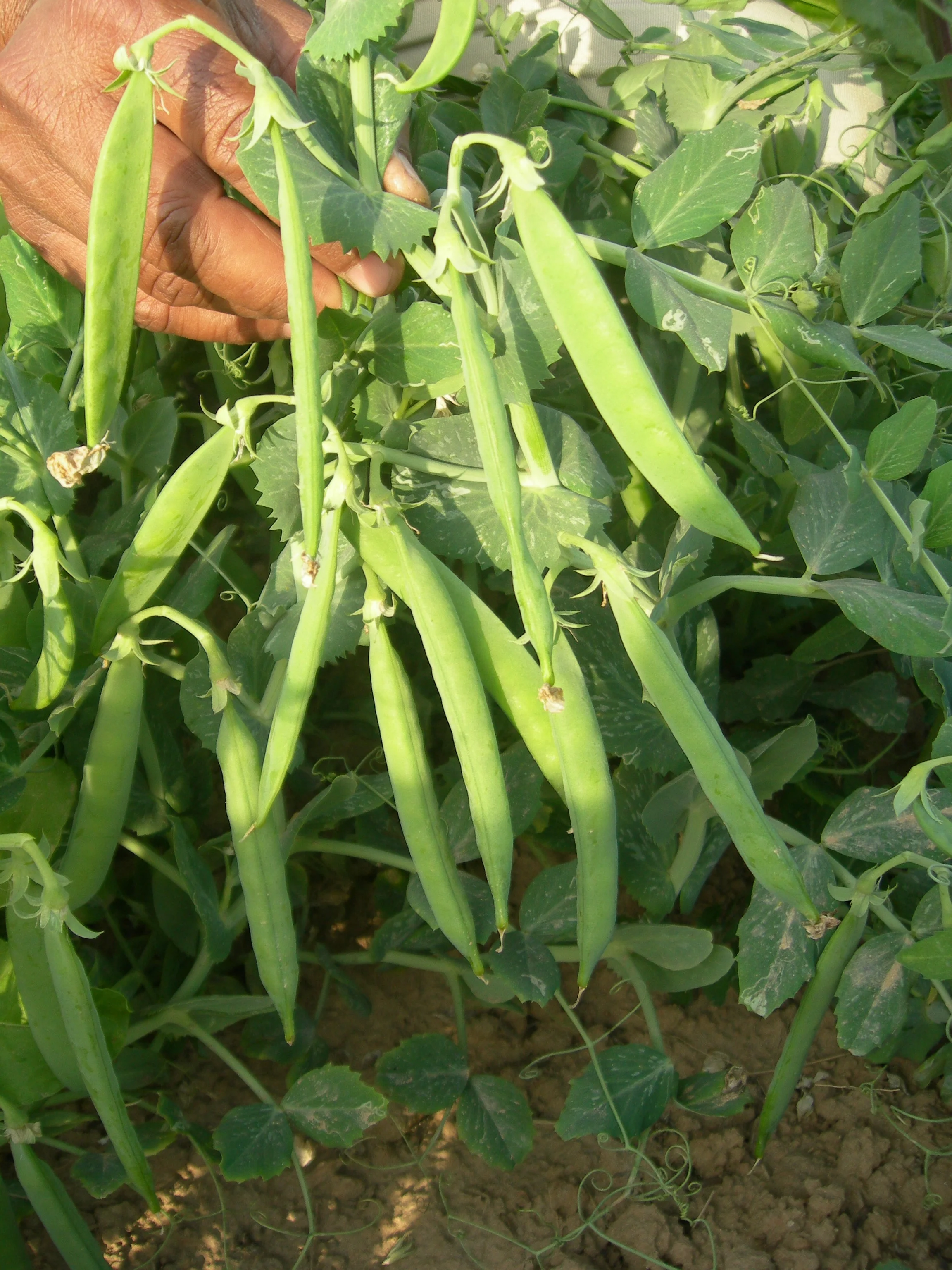 Peas SUPER CLIMAX Seeds