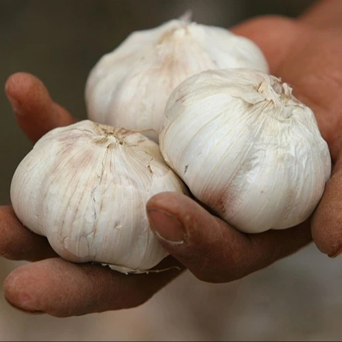 2023 New crop chinese fresh garlic price (new arrival)