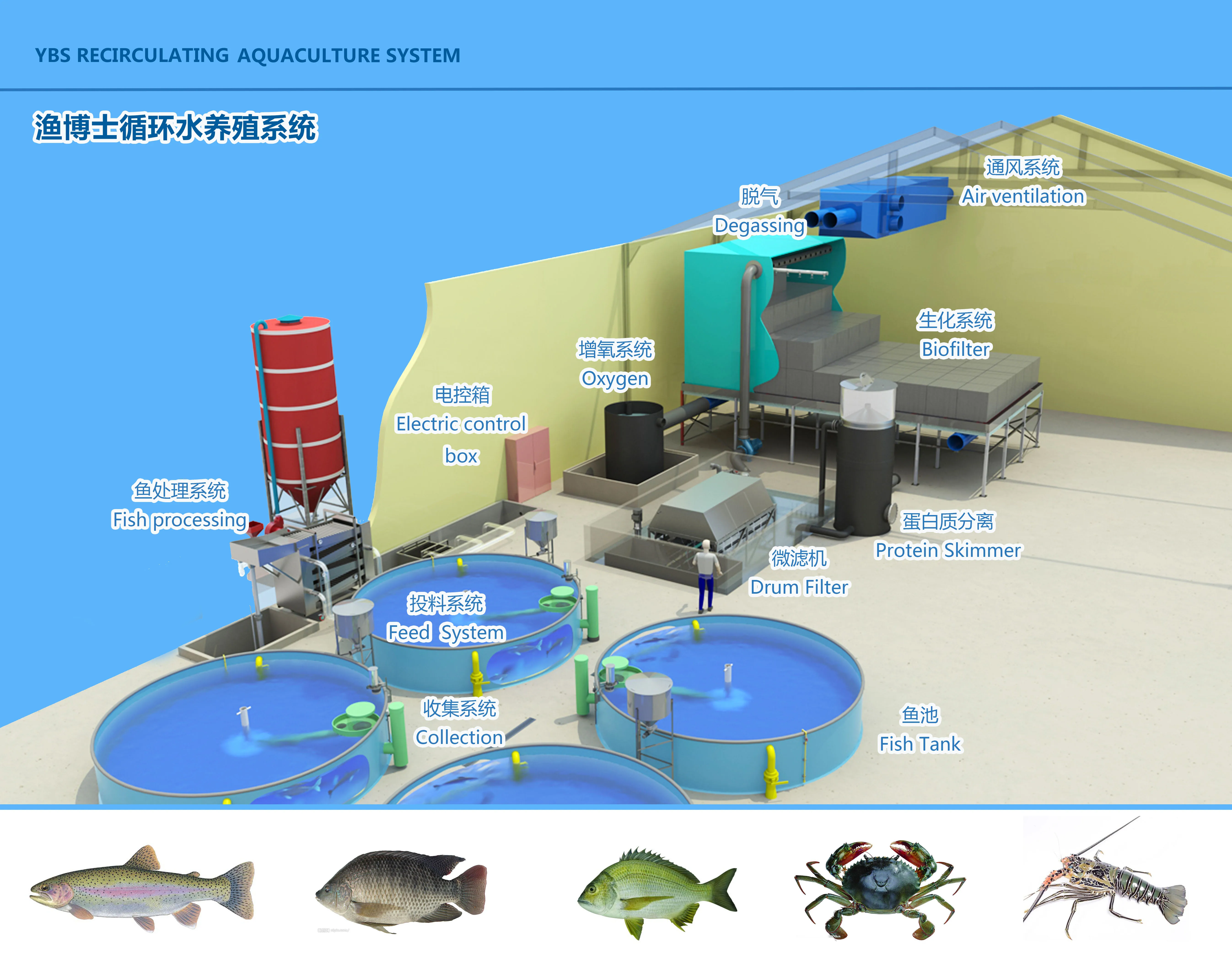 Commercial RAS fish farming equipment for high density feed