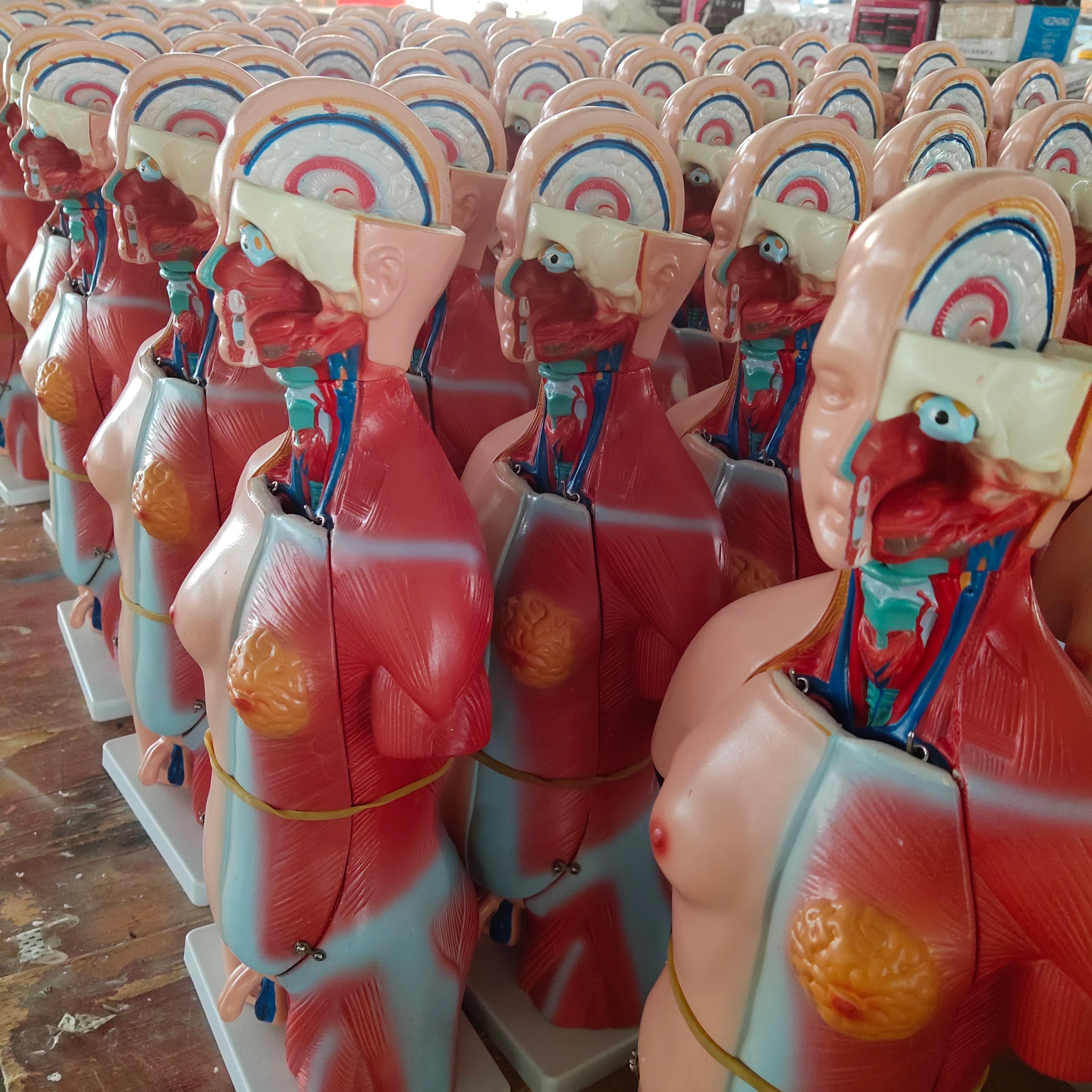 Мини-модель медицинской анатомии человеческого тела пластиковая модель обучающие