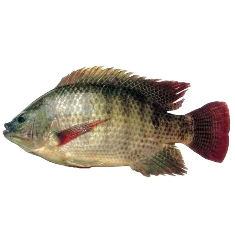 Seafood best quality frozen WR tilapia fish