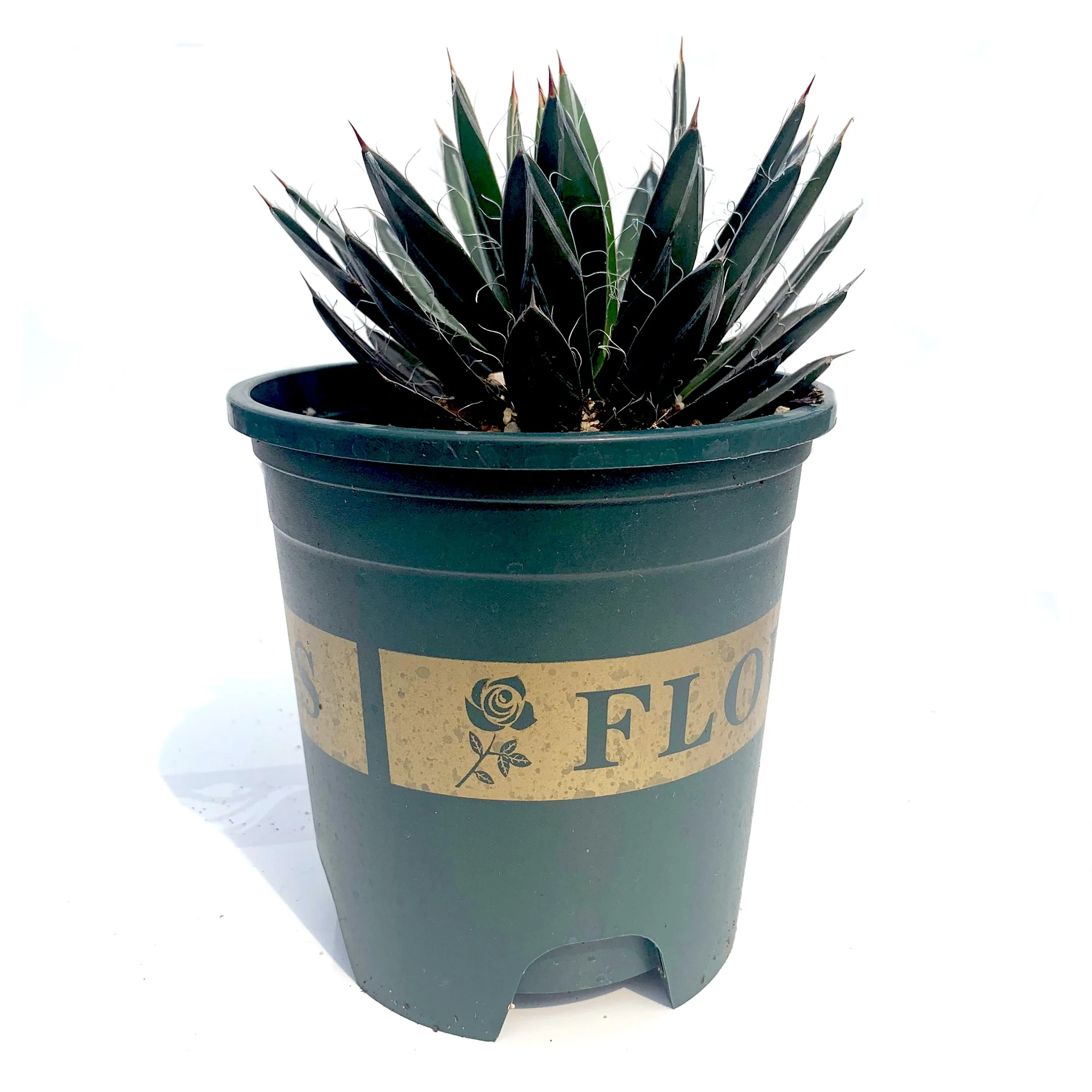 
Wholesale Mini Agave Succulent cactus plant for office decoration 