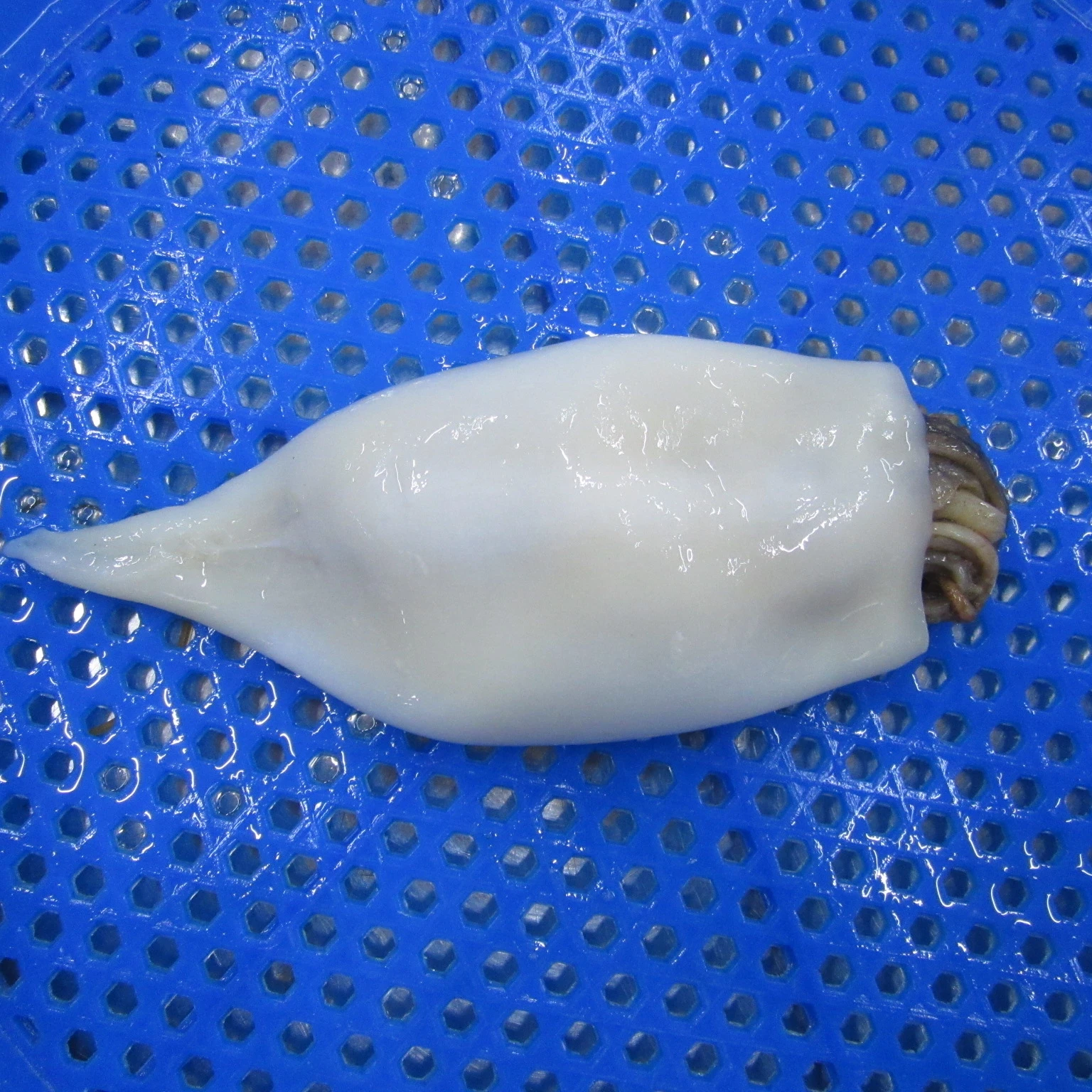 Customizable Factory Price For Sale 5 Kg Frozen Seafood Squid Seafood frozen gigas squid tube