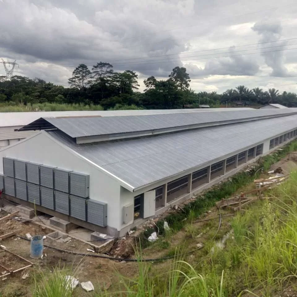 
Low cost steel structure poultry farm chicken house designs for sale 