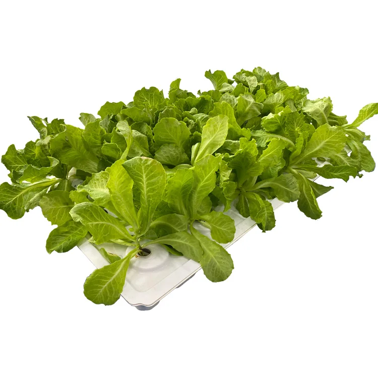 28/33 Holes Cloner Dome Aeroponic Vertical System Microgreen Tray Seed Planting Trays Seed Starting Trays