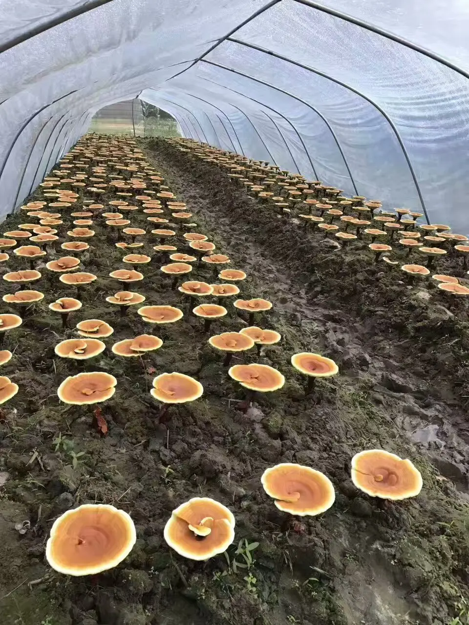 Высококачественный вкус Хороший полезный дополнительный кофе Reishi Lingzhi 3 в 1 растворимый