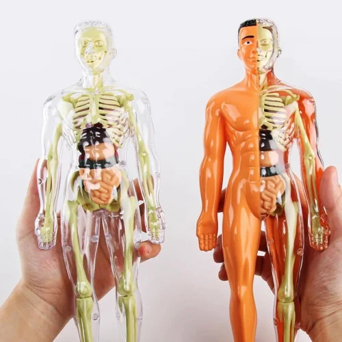 Skeleton Model Study Tools Preschool & School Medical Education Display