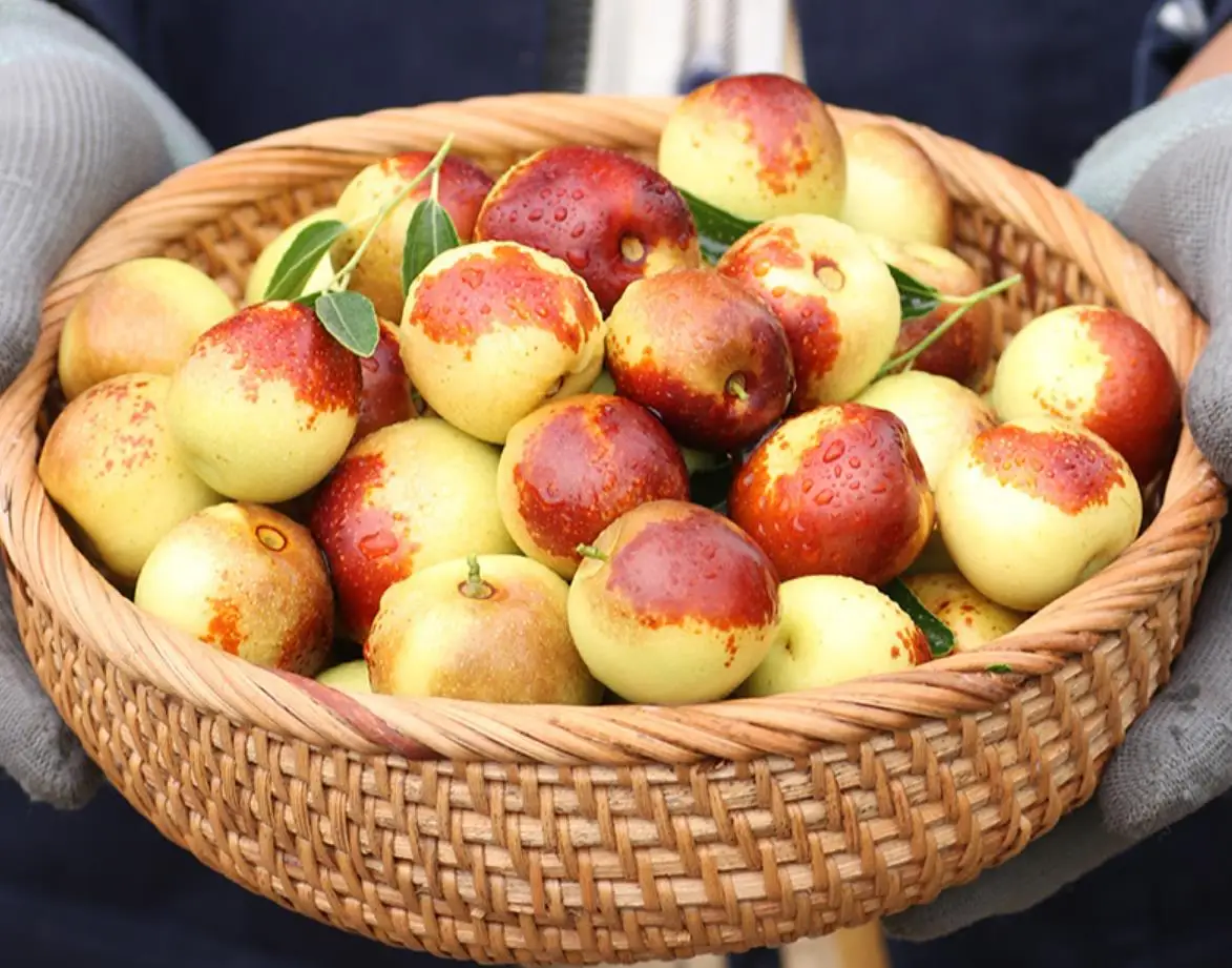 
Fresh Zizyphus jujuba/Round dates /winter jujube fruit supplier in China 