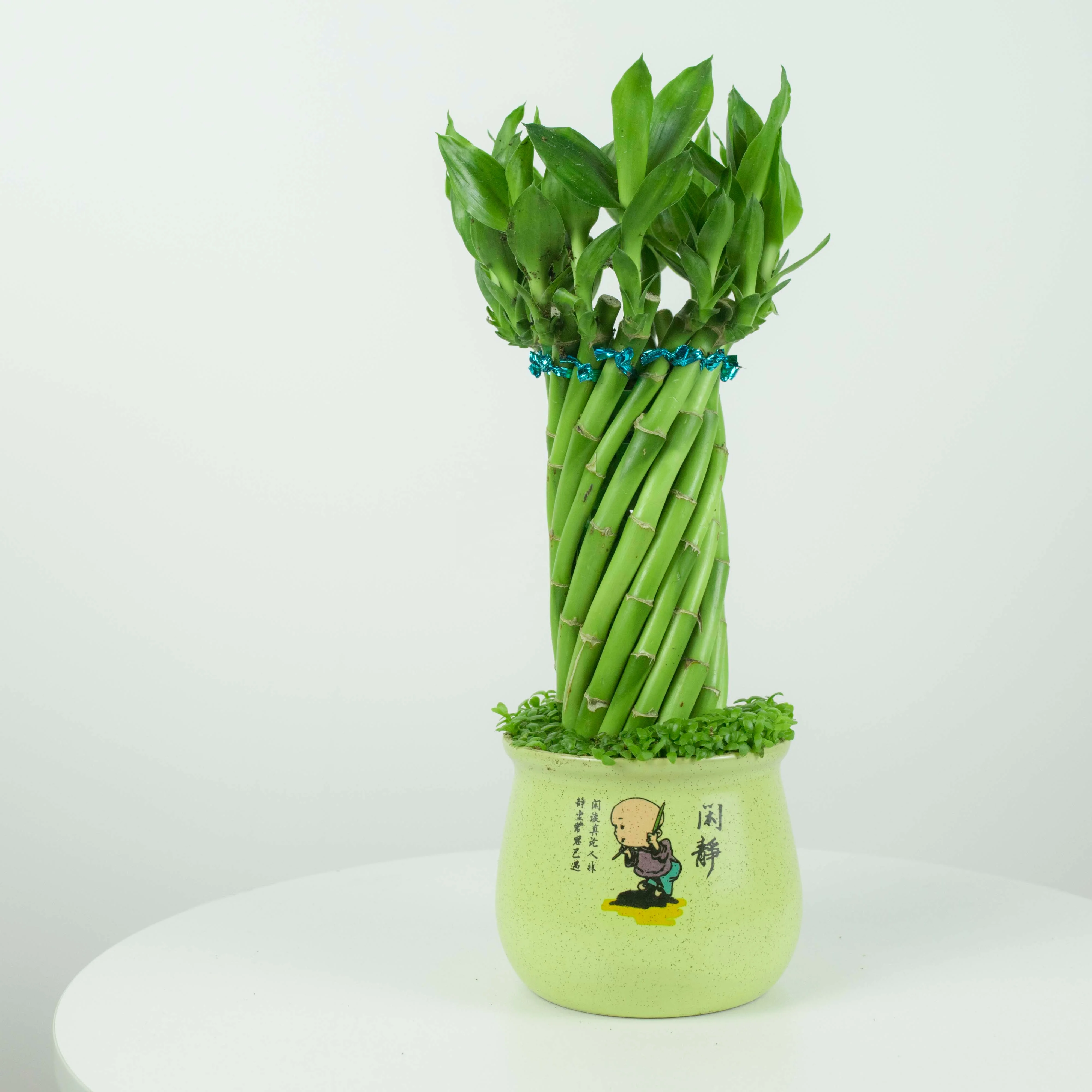 
spiral lucky bamboo nurseries dracaena feng shui plant in zhanjiang 