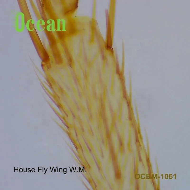 Биологическая лаборатория House Fly Wing w.m., готовые микроскопы