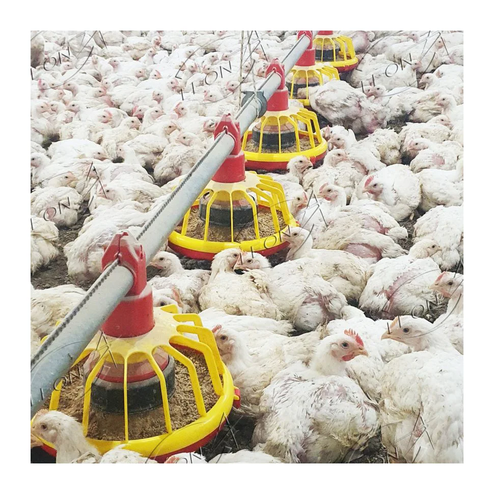 Cheap price chicken coop for 5000/20/15 chickens