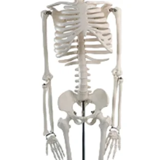 ADA-A105II 85 cm Basic Human Skeleton Model 85cmAdult human medical skeleton 85cm skeleton of a man