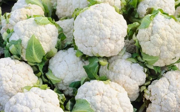 Wholesale Cauliflower Best Price High Quality Vegetables Healthy Cauliflower From Vietnamese