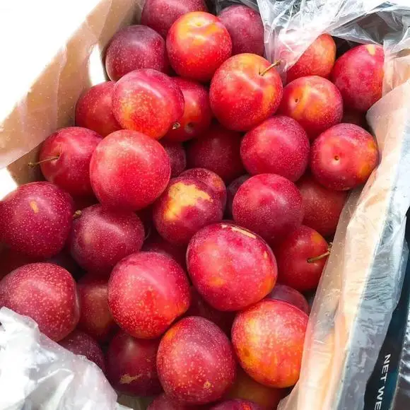 Настоятельно рекомендуемый 100% Натуральный Свежий Камень, фрукты класса А, австралийская свежая слива