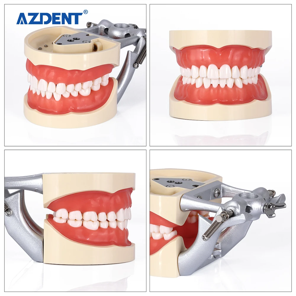 New design Standard Dental teeth study Model With Removable Teeth