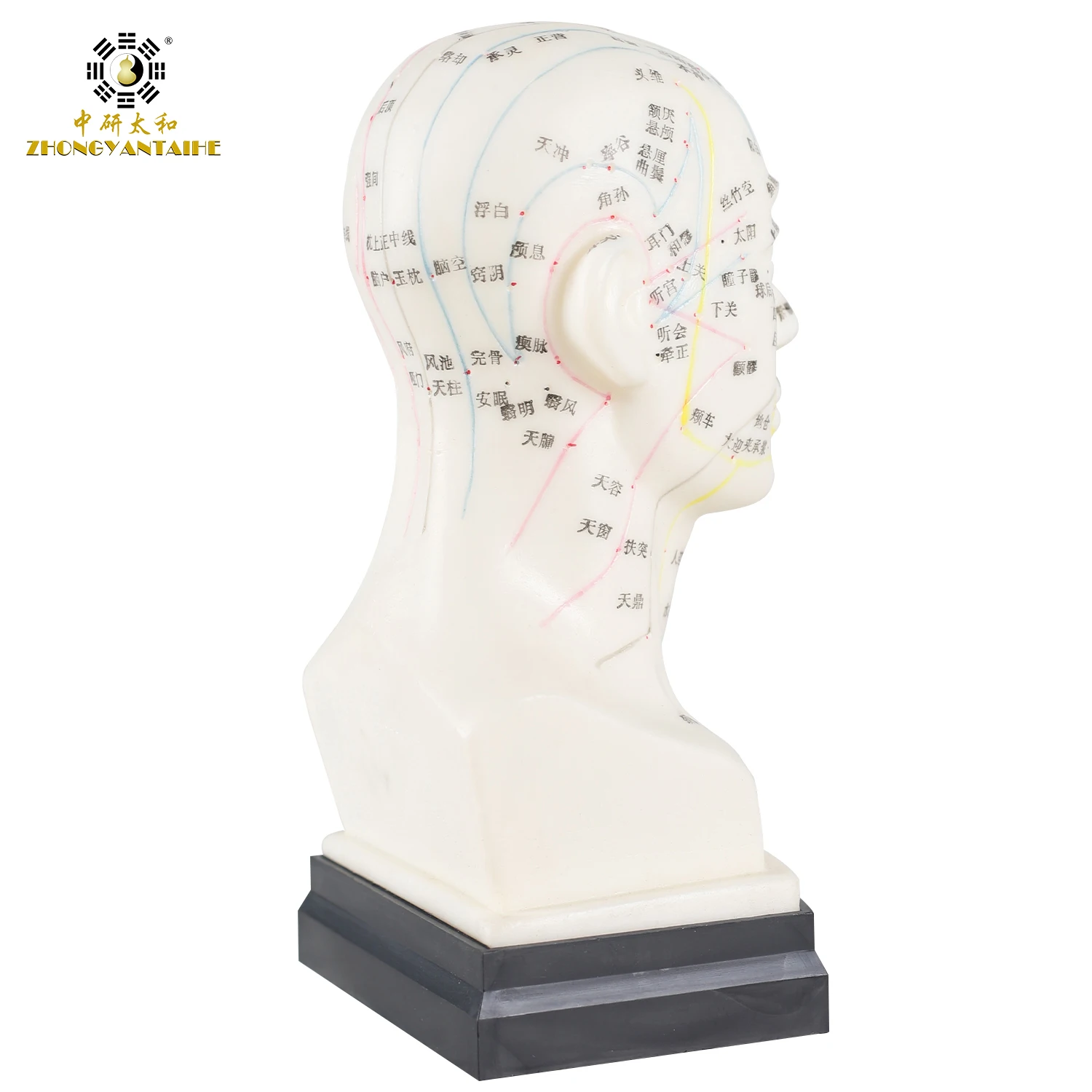 Chinese Head Acupuncture Model Head Acupuncture Model Point Model
