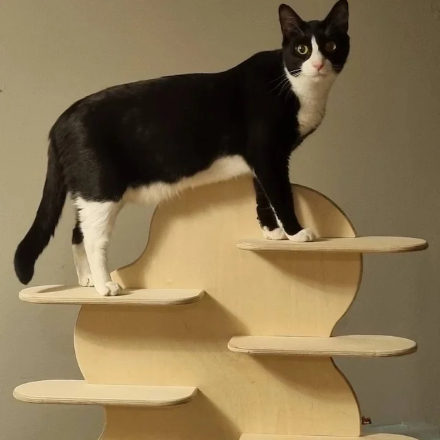 Bevis Customized wooden display rack Collapsible Stand Pop-up Market Display Vendor Table Stand Market Stall for store shop