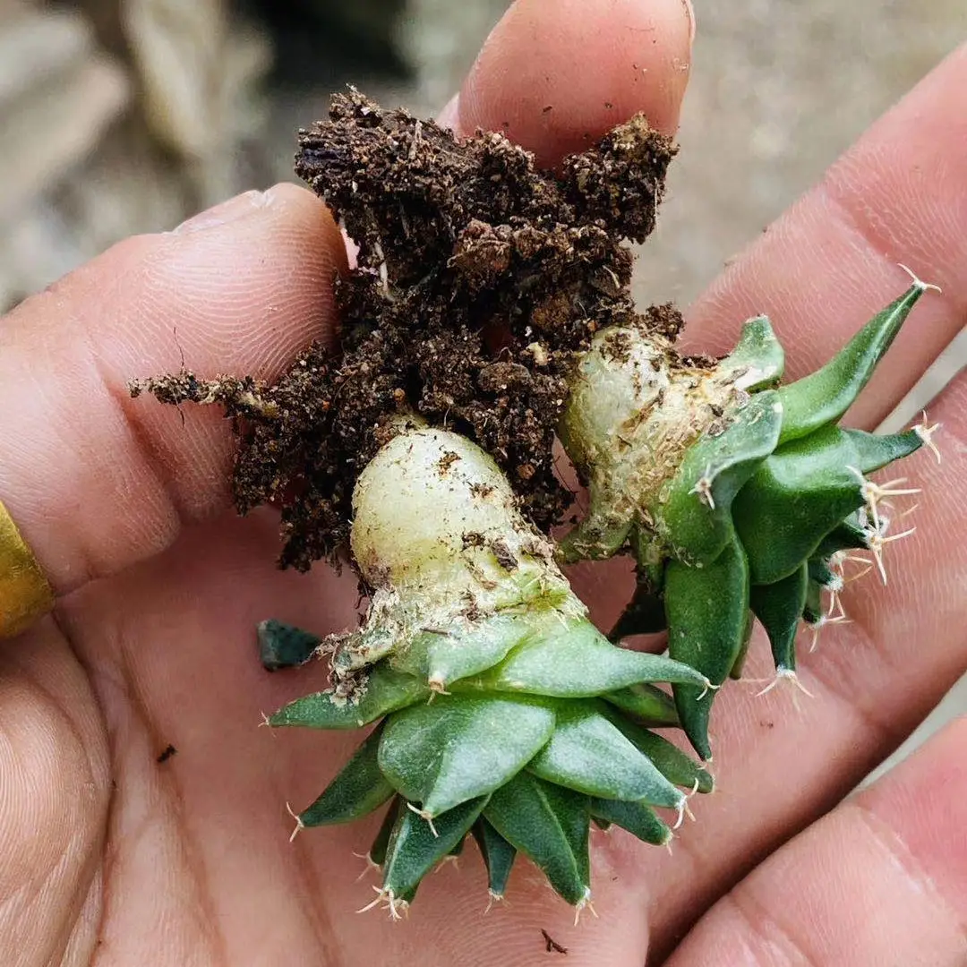 
Wholesale cactus real cactus natural plant woody plants blooming cactus 