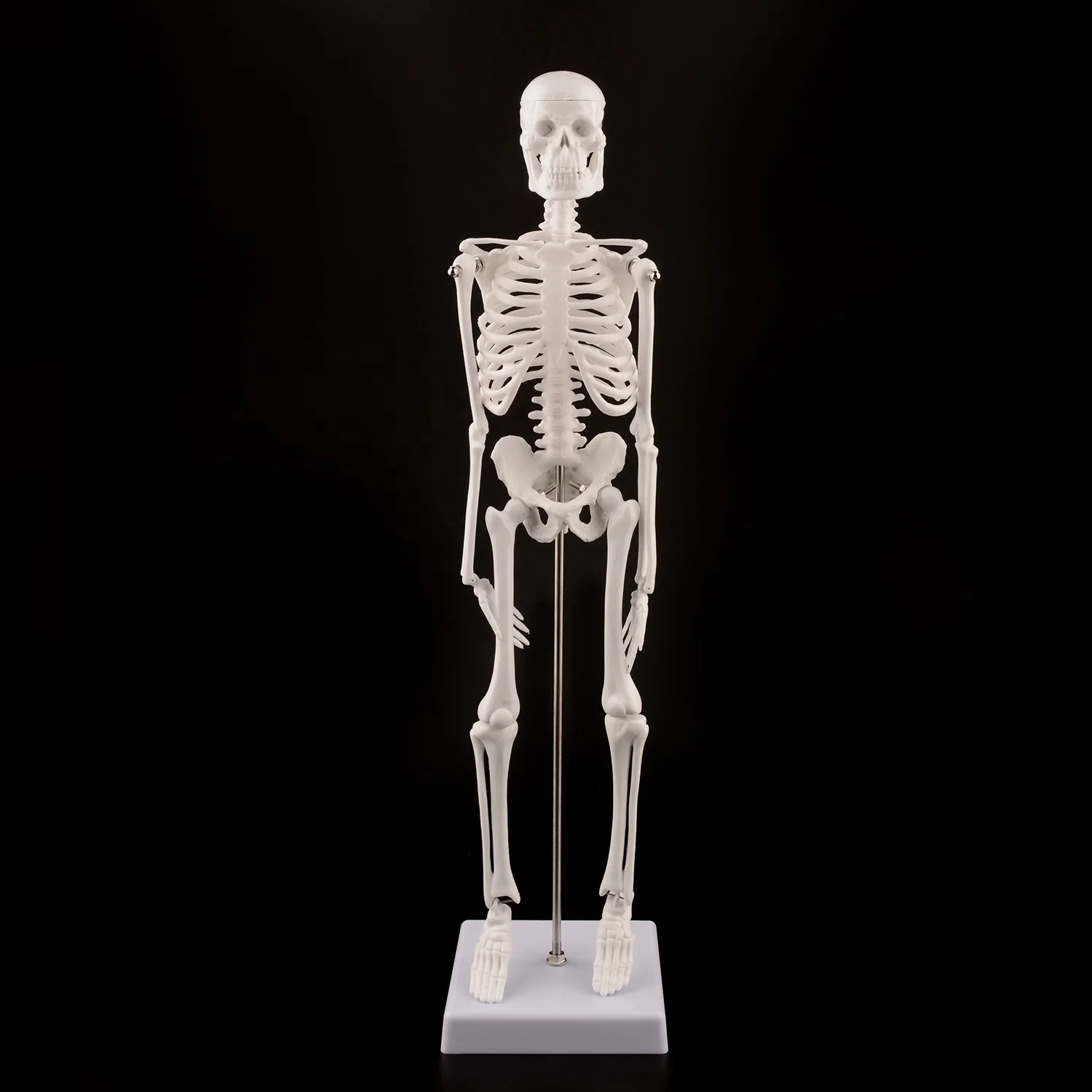 Модель человеческого скелета 45 см научная анатомия модель тела