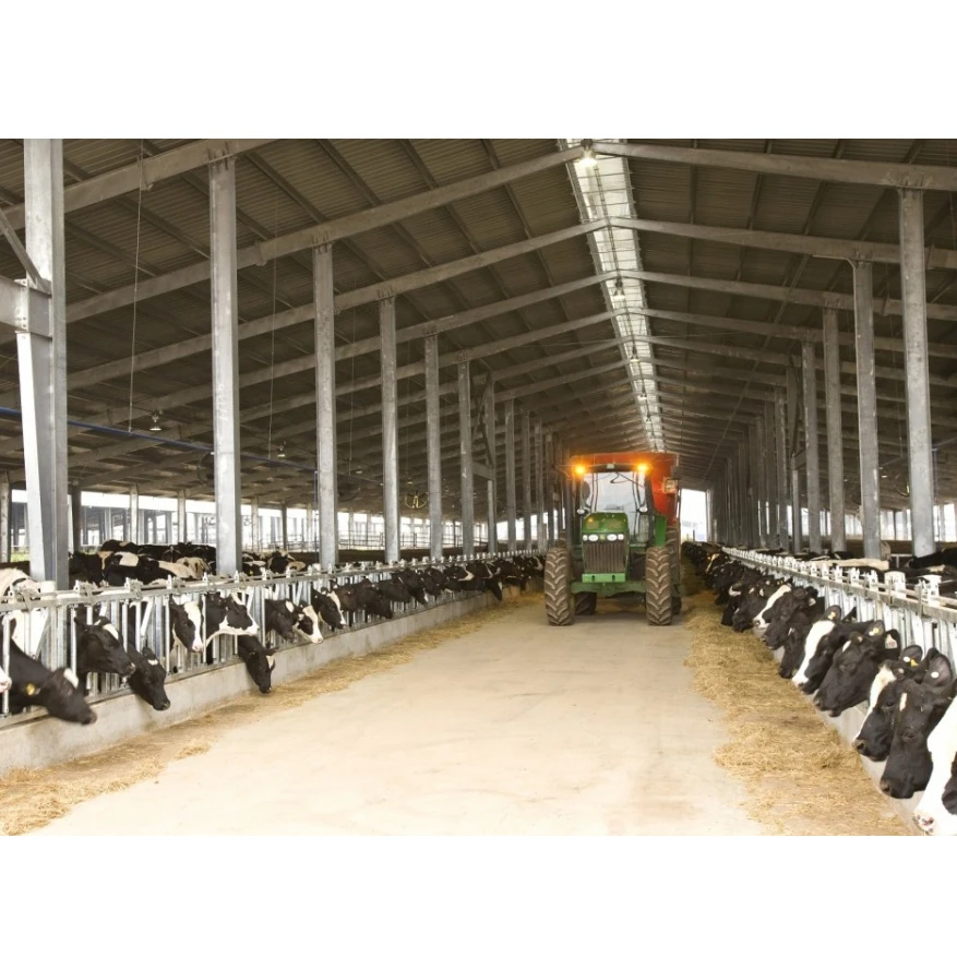 prefabricated cattle shed  metal cattle shelter large cattle shed steel building  steel structure dairy shed