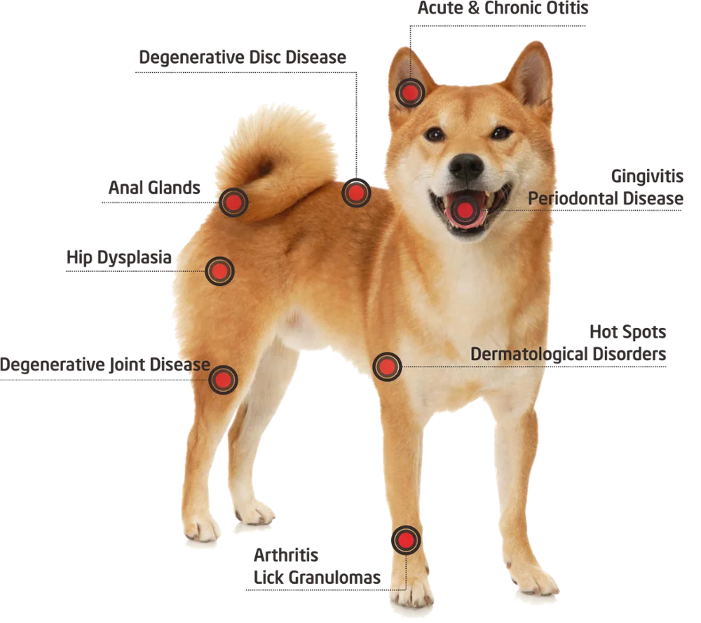  Ветеринарный диодный лазер для Canine