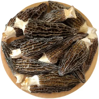 Wholesale Fresh Morilles Mushrooms  morchella Cultivation Mycelium Morel mushroom seeds