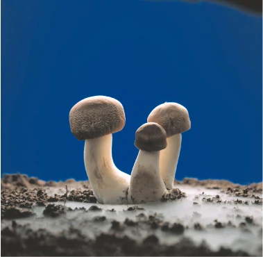 Senseiro mushroom extract home improvement increase immune system drink