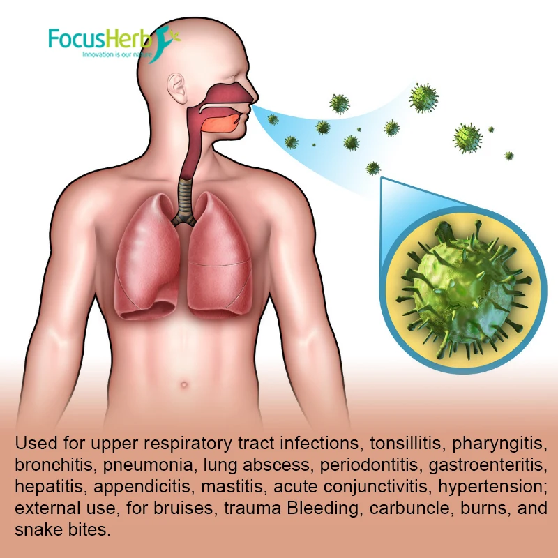 
FocusHerb Ajuga ciliata Bge Ajuga Turkestanica Extract Turkesterone 