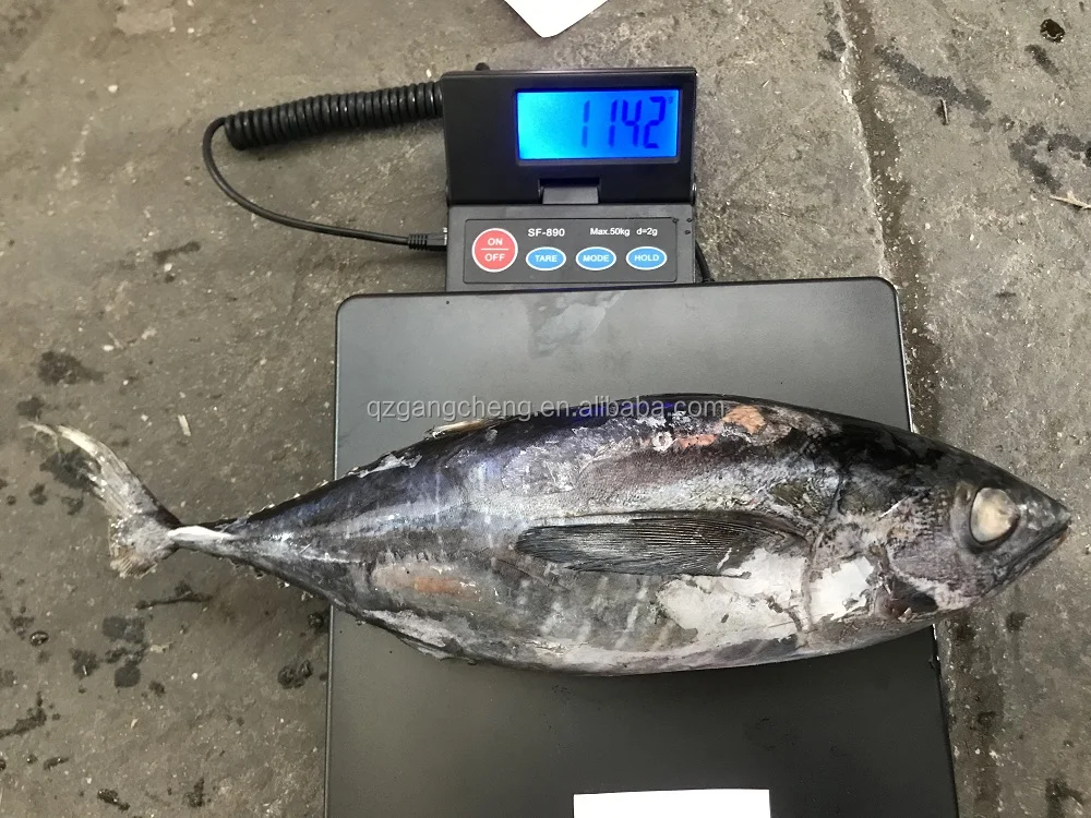 
New 750g+ frozen_on_board little tunny Tuna /Yellowfinned albacore wholesale low price 